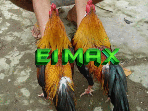 hạng cân thi đấu e1max